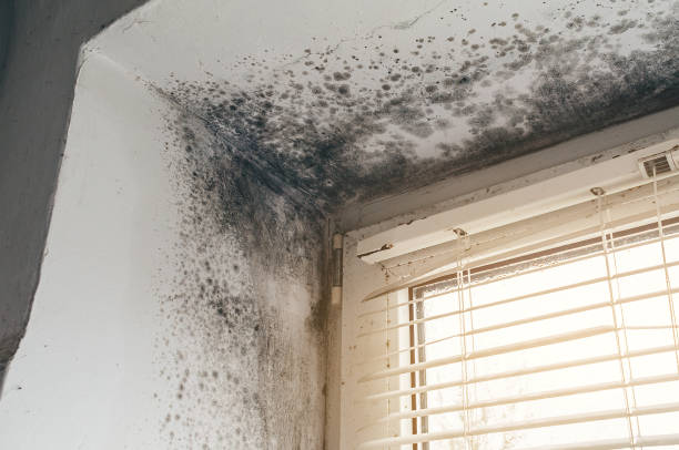 Affordable Attic Mold Remediation solutions in Carrboro, NC
